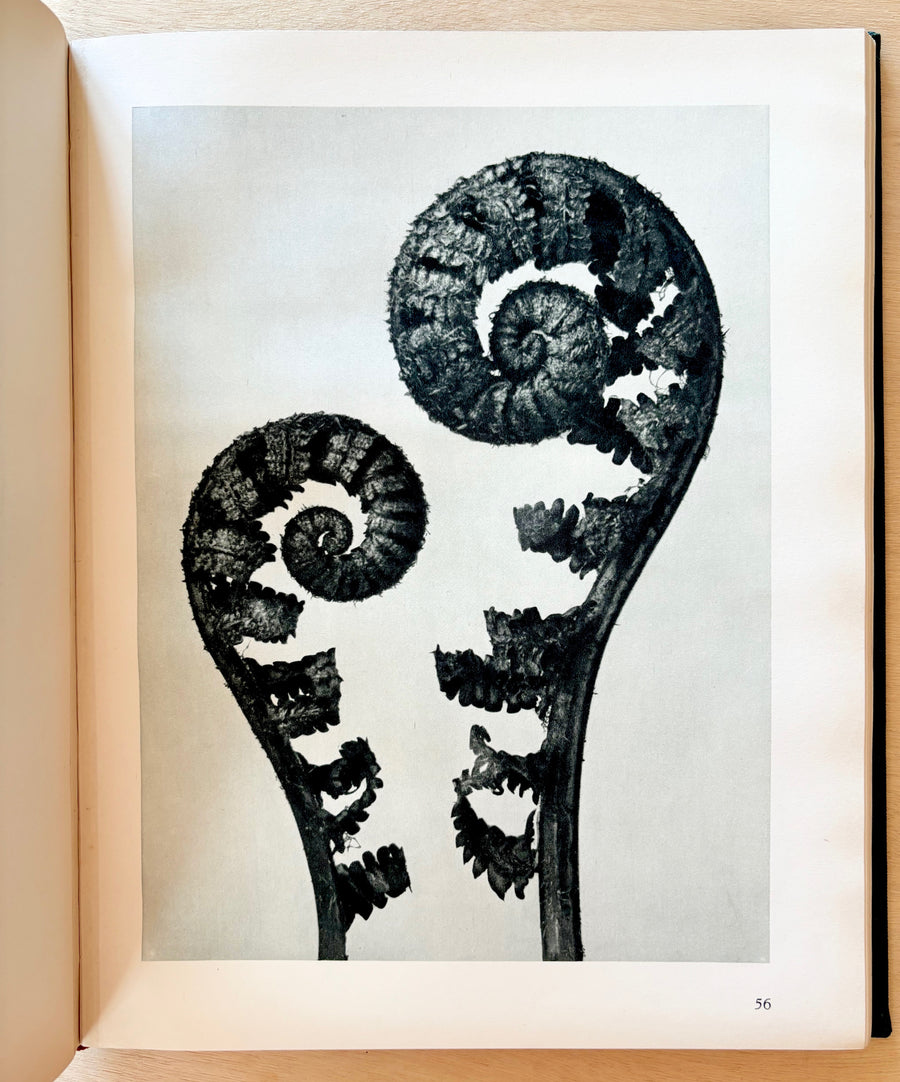 ART FORMS IN NATURE: EXAMPLES FROM THE PLANT WORLD PHOTOGRAPHED DIRECT FROM NATURE by Karl Blossfeldt