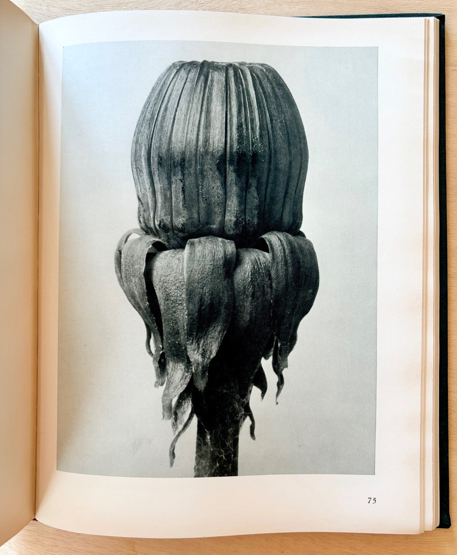 ART FORMS IN NATURE: EXAMPLES FROM THE PLANT WORLD PHOTOGRAPHED DIRECT FROM NATURE by Karl Blossfeldt